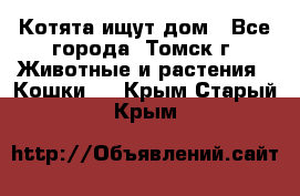 Котята ищут дом - Все города, Томск г. Животные и растения » Кошки   . Крым,Старый Крым